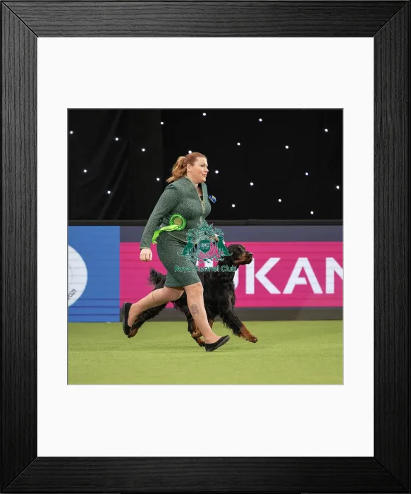 Framed Print : Gundog Group Judging Crufts 2022