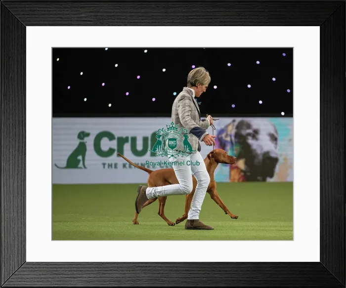 Framed Print : Gundog Group Judging Crufts 2022