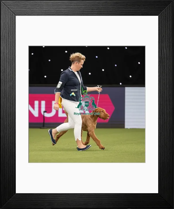 Framed Print : Gundog Group Judging Crufts 2022