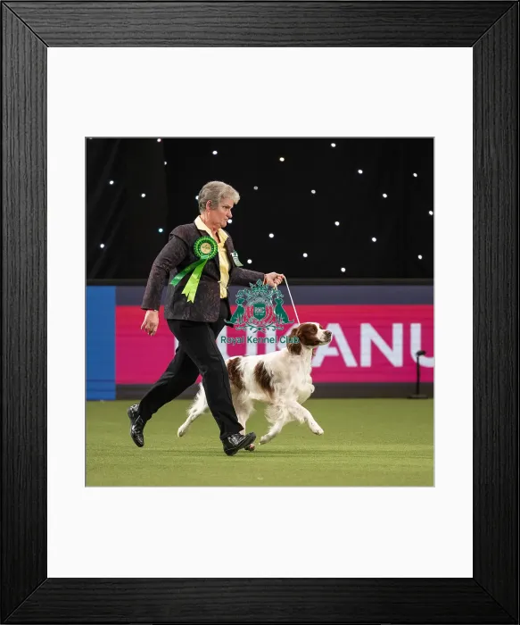 Framed Print : Gundog Group Judging Crufts 2022