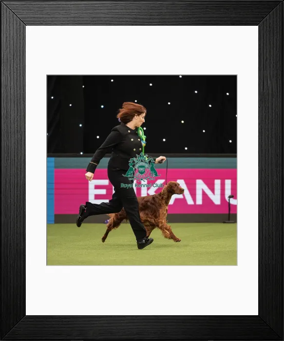 Framed Print : Gundog Group Judging Crufts 2022