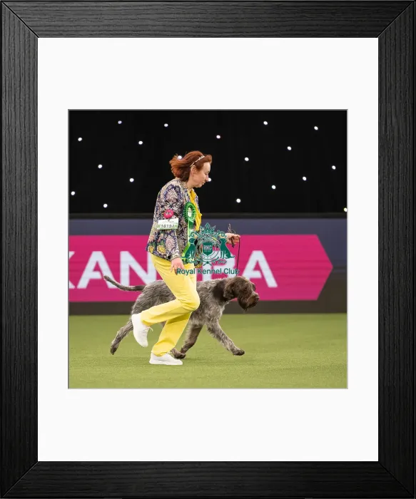 Framed Print : Gundog Group Judging Crufts 2022