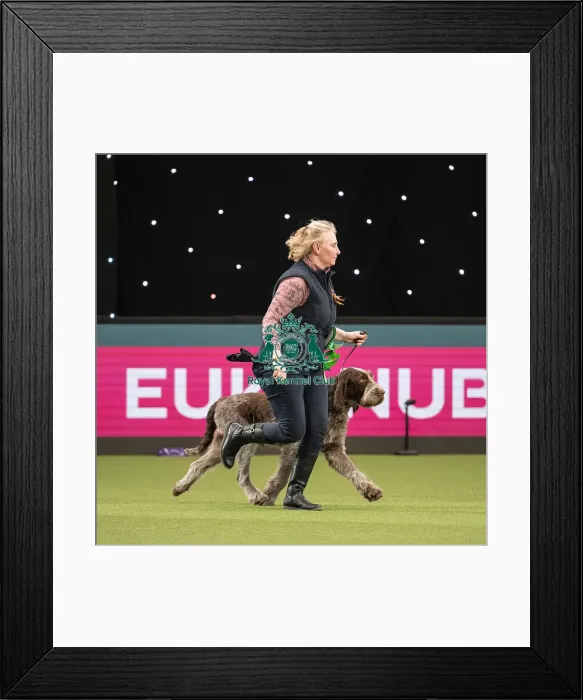 Framed Print : Gundog Group Judging Crufts 2022