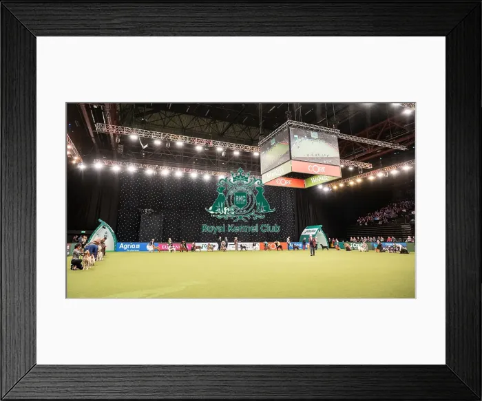 Framed Print : Gundog Group Judging Crufts 2022 Framed Print : Gundog Group Judging Crufts 2022