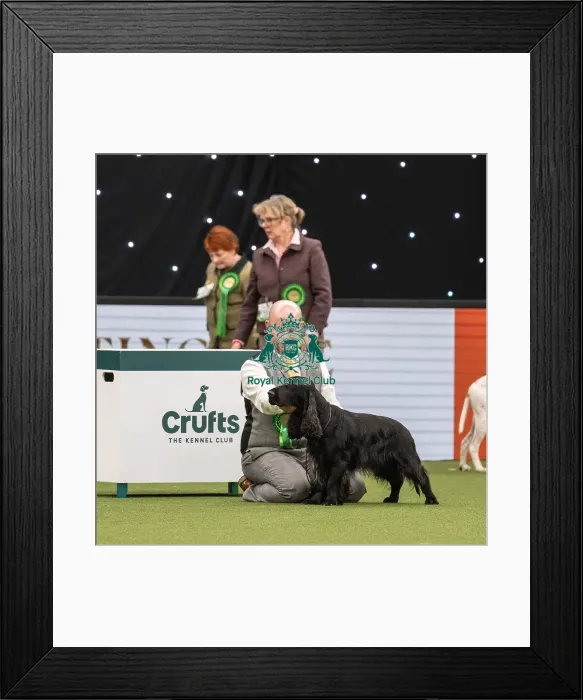 Framed Print : Gundog Group Judging Crufts 2022