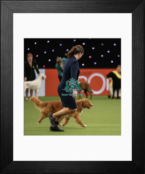 Framed Print : Gundog Group Judging Crufts 2022 Framed Print : Gundog Group Judging Crufts 2022