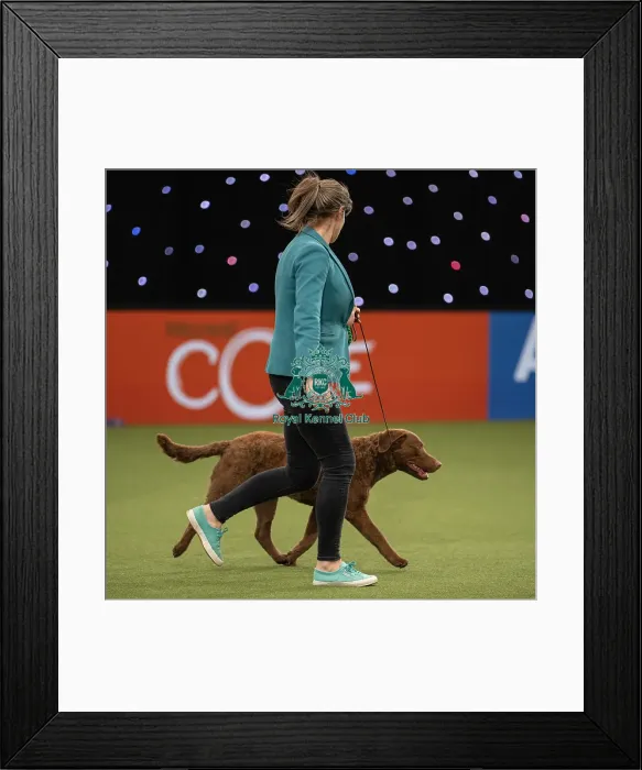 Framed Print : Gundog Group Judging Crufts 2022 Framed Print : Gundog Group Judging Crufts 2022