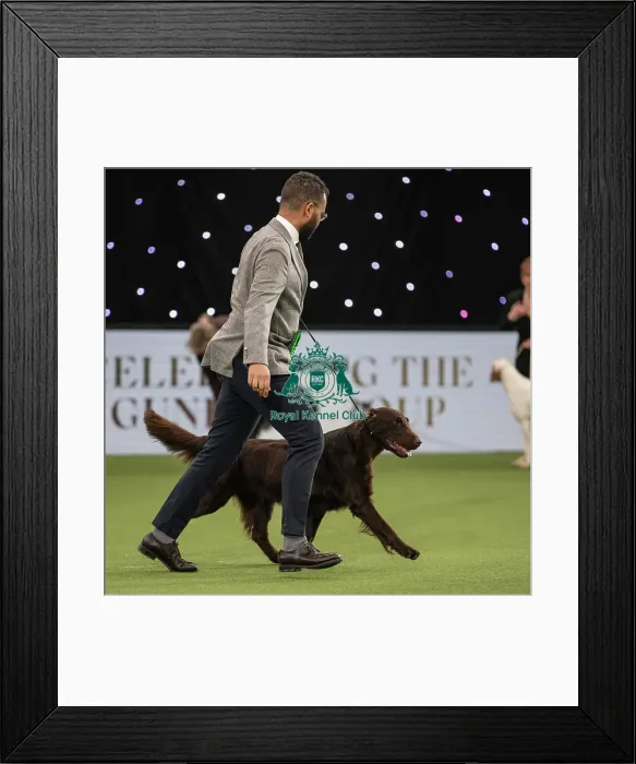 Framed Print : Gundog Group Judging Crufts 2022 Framed Print : Gundog Group Judging Crufts 2022
