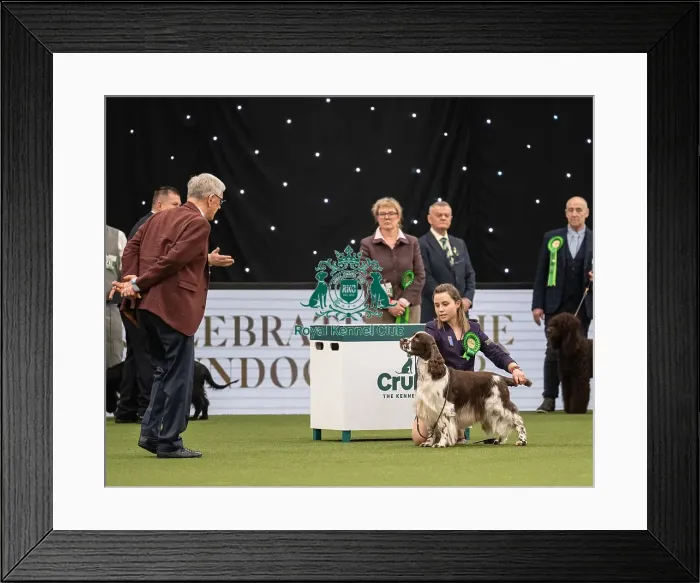 Framed Print : Gundog Group Judging Crufts 2022 Framed Print : Gundog Group Judging Crufts 2022