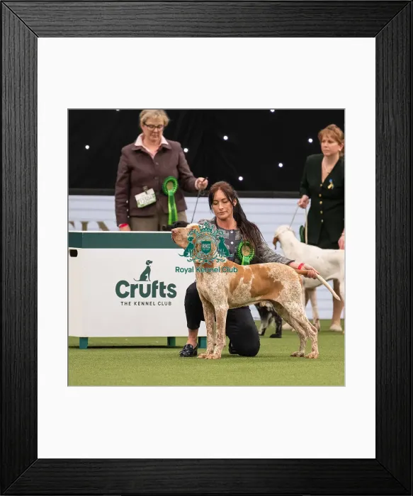 Framed Print : Gundog Group Judging Crufts 2022 Framed Print : Gundog Group Judging Crufts 2022