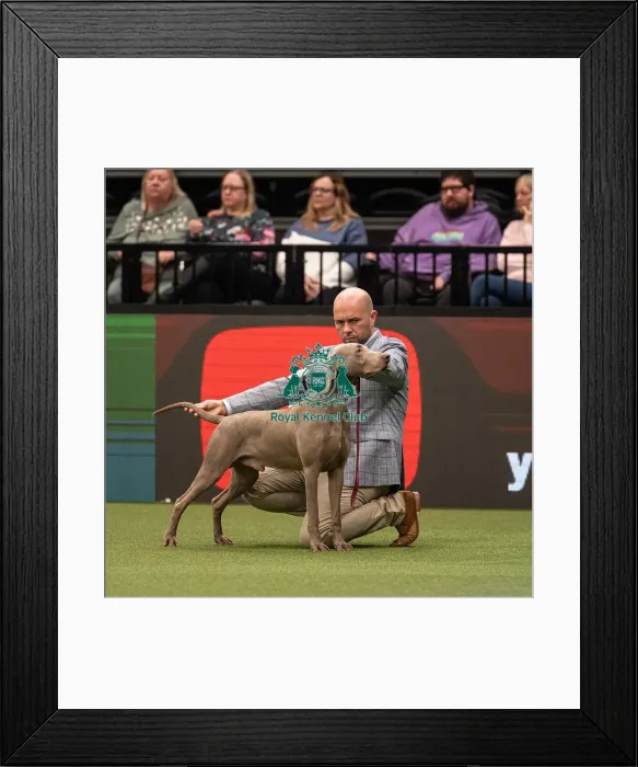 Framed Print : Gundog Group Judging Crufts 2022 Framed Print : Gundog Group Judging Crufts 2022