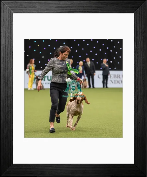 Framed Print : Gundog Group Judging Crufts 2022 Framed Print : Gundog Group Judging Crufts 2022