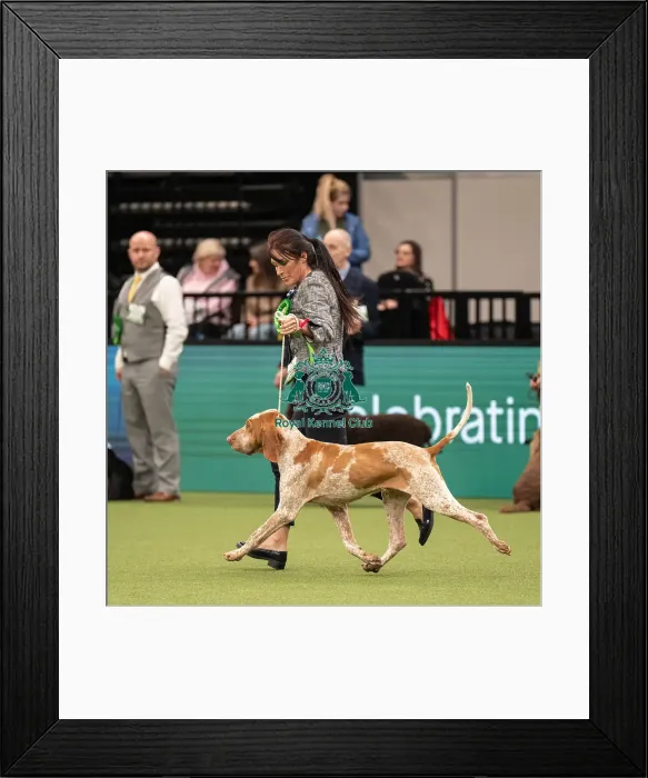 Framed Print : Gundog Group Judging Crufts 2022 Framed Print : Gundog Group Judging Crufts 2022