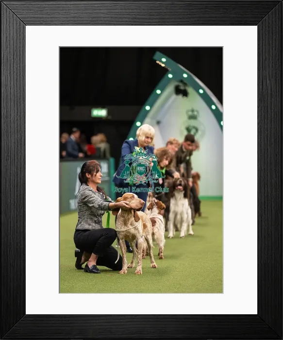 Framed Print : Gundog Group Judging Crufts 2022
