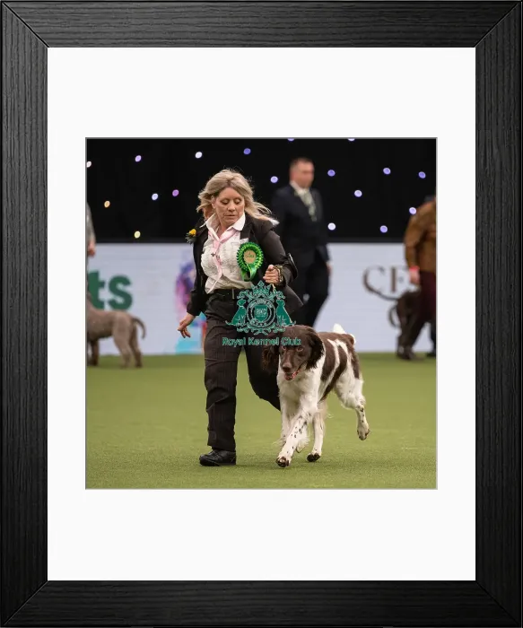 Framed Print : Gundog Group Judging Crufts 2022