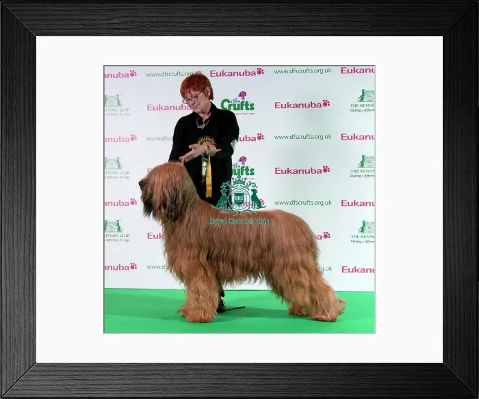 Framed Print : Best of Breed Crufts 2011 Briard Framed Print : Best of Breed Crufts 2011 Briard