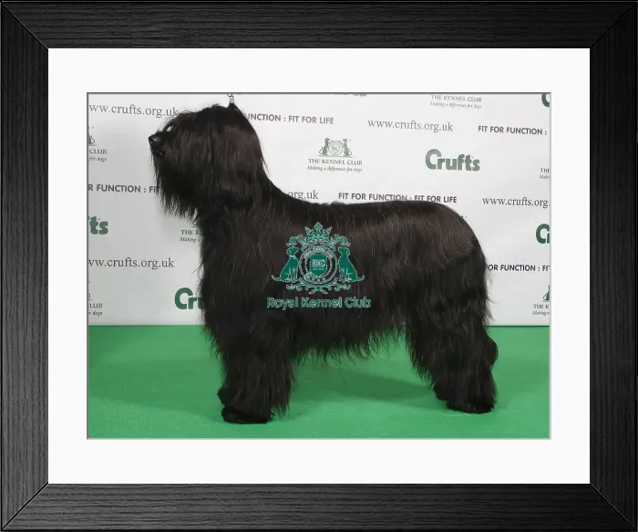 Framed Print : Crufts 2009 Best of Breed Briard Framed Print : Crufts 2009 Best of Breed Briard