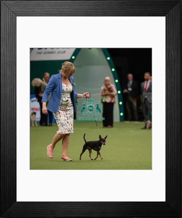 Framed Print : Best of Breed Miniature Pinscher Crufts 2022 Framed Print : Best of Breed Miniature Pinscher Crufts 2022