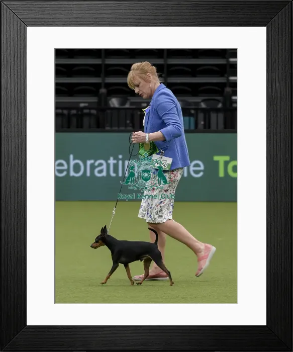 Framed Print : Crufts 2022