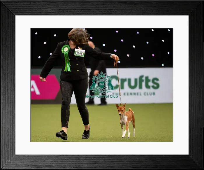 Framed Print : Basenji Best of Breed Crufts 2022 Framed Print : Basenji Best of Breed Crufts 2022