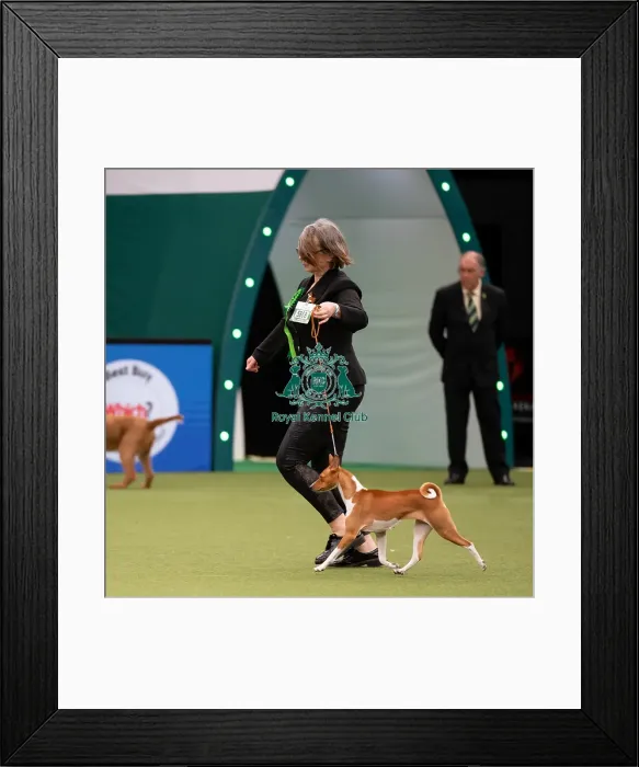 Framed Print : Basenji Best of Breed Crufts 2022 Framed Print : Basenji Best of Breed Crufts 2022