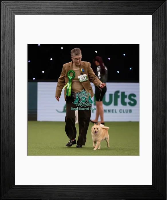 Framed Print : Best of Breed Schipperke Crufts 2022
