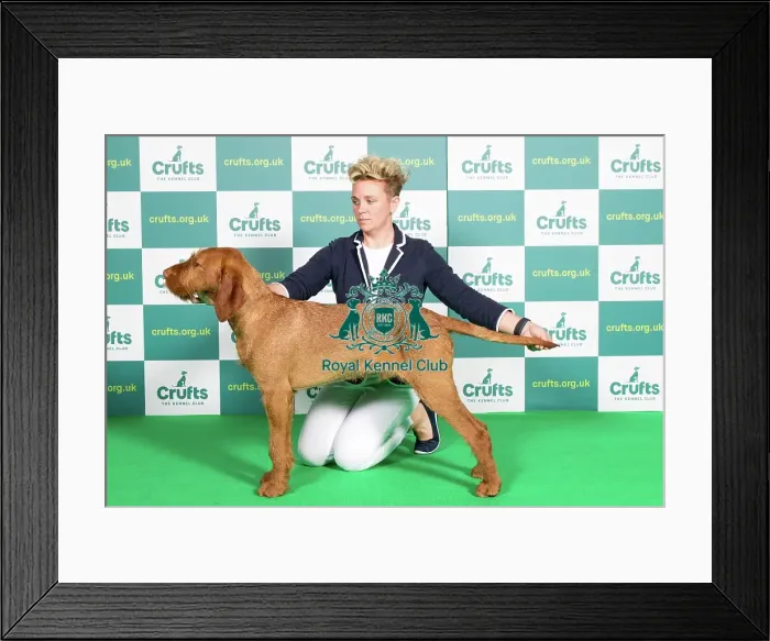 Framed Print : Best of Breed Hungarian Wirehaired Vizsla Crufts 2022