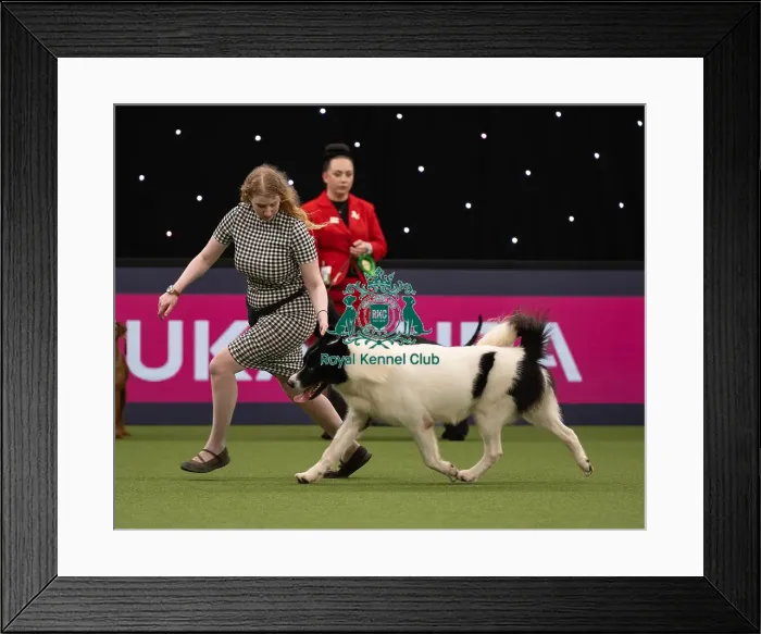 Framed Print : Working Group Judging Crufts 2022 Framed Print : Working Group Judging Crufts 2022