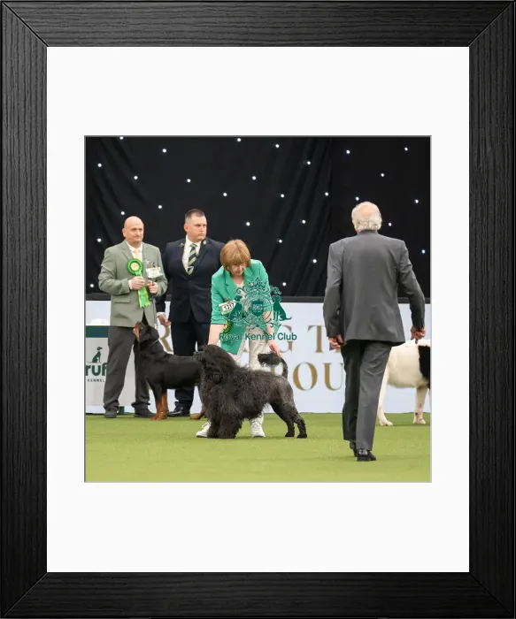 Framed Print : Working Group Judging Crufts 2022