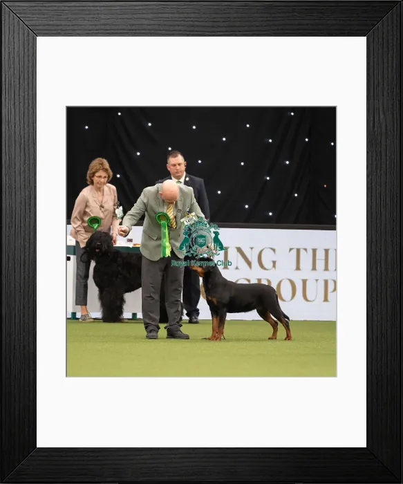 Framed Print : Working Group Judging Crufts 2022 Framed Print : Working Group Judging Crufts 2022