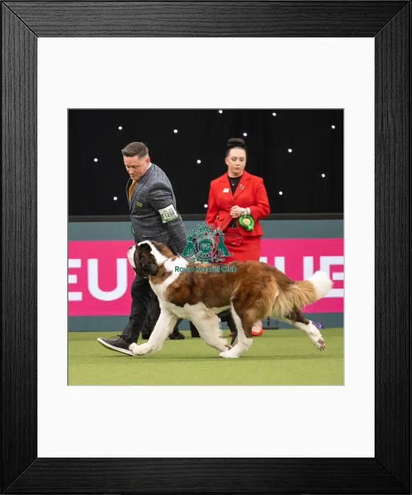 Framed Print : Working Group Judging Crufts 2022 Framed Print : Working Group Judging Crufts 2022
