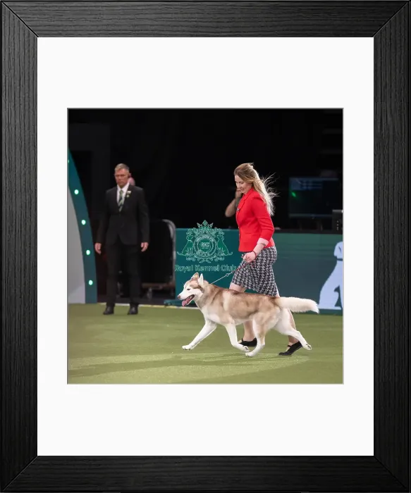 Framed Print : Working Group Judging Crufts 2022 Framed Print : Working Group Judging Crufts 2022