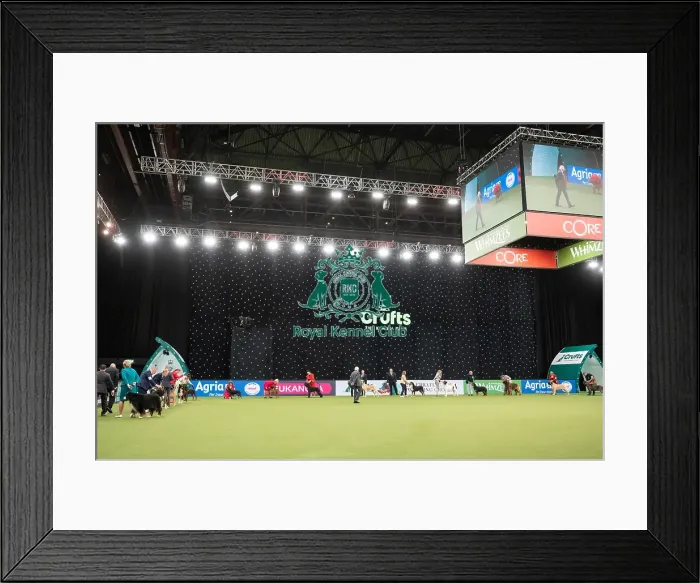 Framed Print : Working Group Judging Crufts 2022 Framed Print : Working Group Judging Crufts 2022