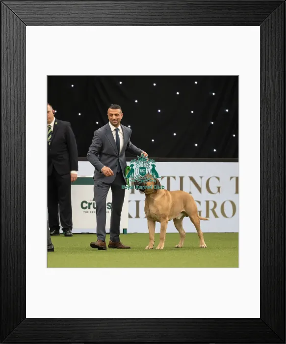 Framed Print : Working Group Judging Crufts 2022 Framed Print : Working Group Judging Crufts 2022