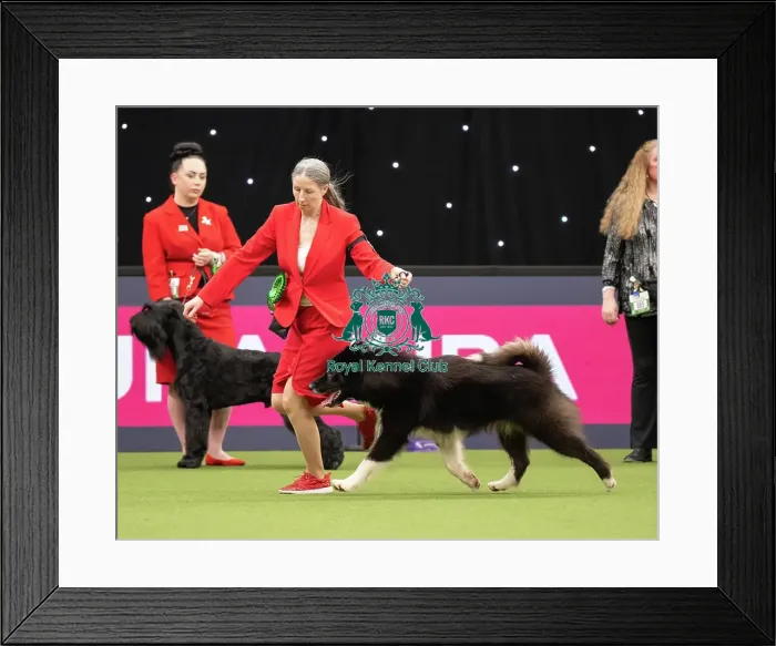 Framed Print : Working Group Judging Crufts 2022 Framed Print : Working Group Judging Crufts 2022