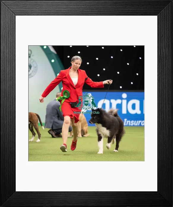 Framed Print : Working Group Judging Crufts 2022 Framed Print : Working Group Judging Crufts 2022