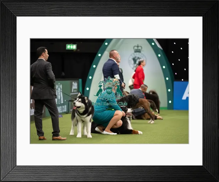 Framed Print : Working Group Judging Crufts 2022 Framed Print : Working Group Judging Crufts 2022