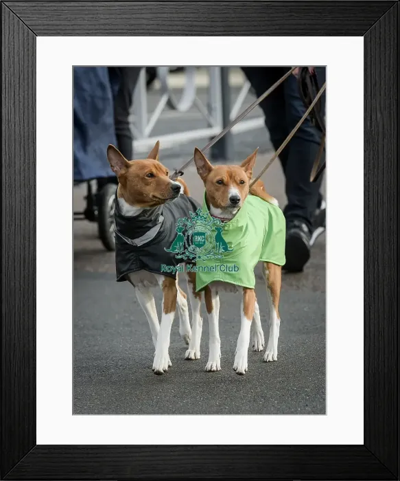 Framed Print : Crufts 2022