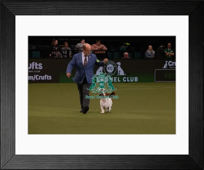 Framed Print : Best of Breed Basset Hound 2022 Framed Print : Best of Breed Basset Hound 2022