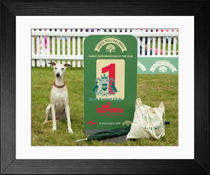 Framed Print : Scruffts 2023 regional round DogFest Tatton Park, Manchester Framed Print : Scruffts 2023 regional round DogFest Tatton Park, Manchester