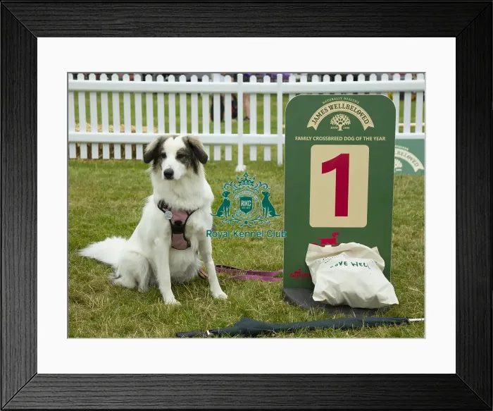 Framed Print : Scruffts 2023 regional round DogFest Tatton Park, Manchester Framed Print : Scruffts 2023 regional round DogFest Tatton Park, Manchester