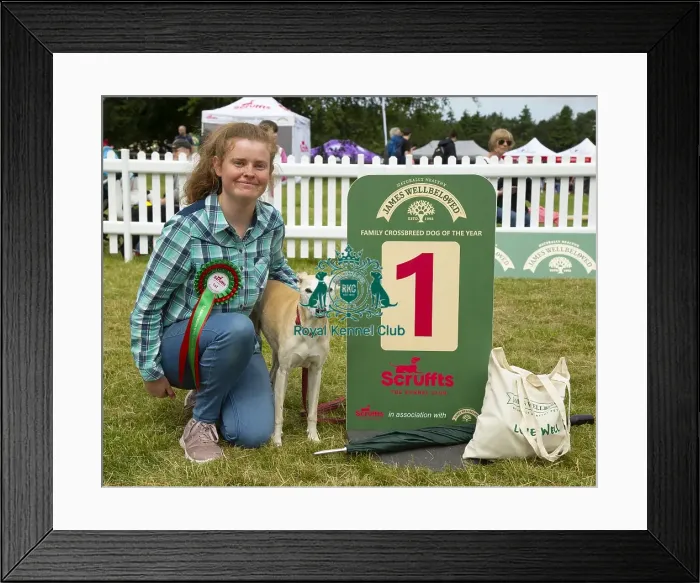 Framed Print : Scruffts 2023 regional round DogFest Tatton Park, Manchester Framed Print : Scruffts 2023 regional round DogFest Tatton Park, Manchester