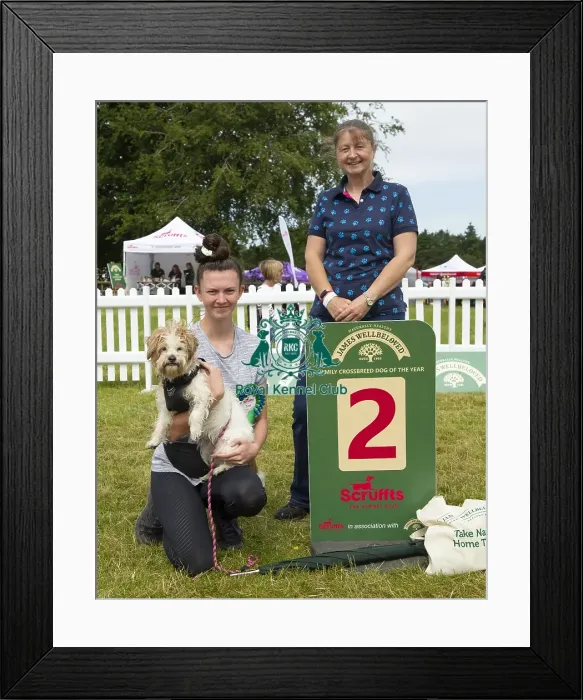 Framed Print : Scruffts 2023 regional round DogFest Tatton Park, Manchester Framed Print : Scruffts 2023 regional round DogFest Tatton Park, Manchester