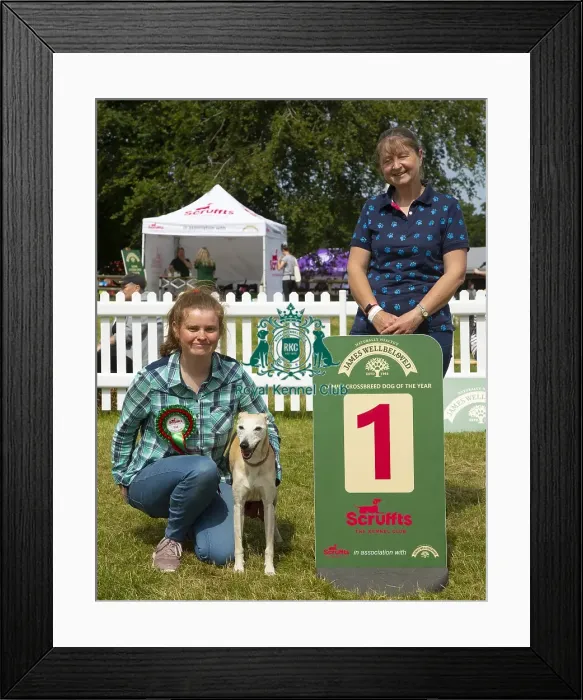 Framed Print : Scruffts 2023 regional round DogFest Tatton Park, Manchester Framed Print : Scruffts 2023 regional round DogFest Tatton Park, Manchester