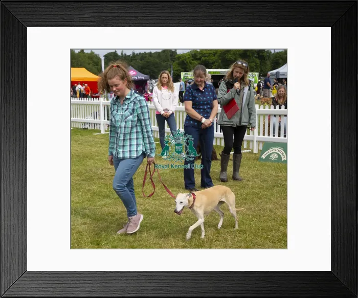 Framed Print : Scruffts 2023 regional round DogFest Tatton Park, Manchester Framed Print : Scruffts 2023 regional round DogFest Tatton Park, Manchester