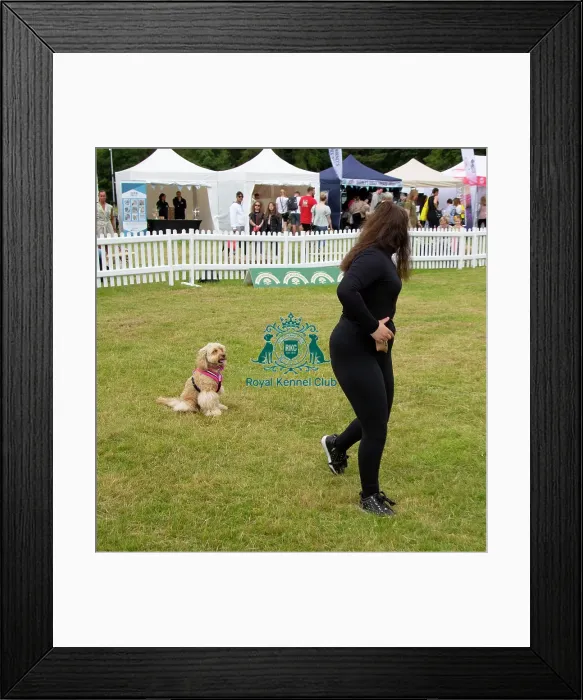 Framed Print : Scruffts 2023 regional round DogFest Tatton Park, Manchester Framed Print : Scruffts 2023 regional round DogFest Tatton Park, Manchester