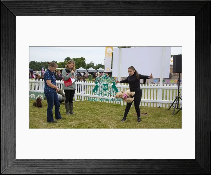 Framed Print : Scruffts 2023 regional round DogFest Tatton Park, Manchester Framed Print : Scruffts 2023 regional round DogFest Tatton Park, Manchester