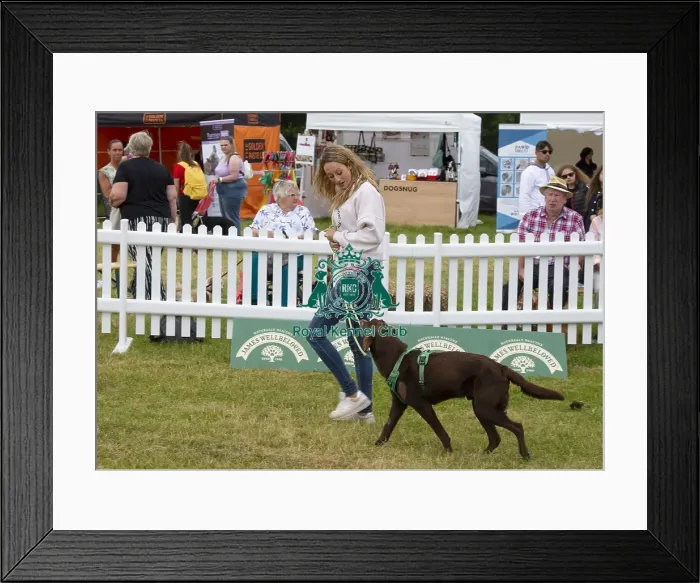 Framed Print : Scruffts 2023 regional round DogFest Tatton Park, Manchester Framed Print : Scruffts 2023 regional round DogFest Tatton Park, Manchester