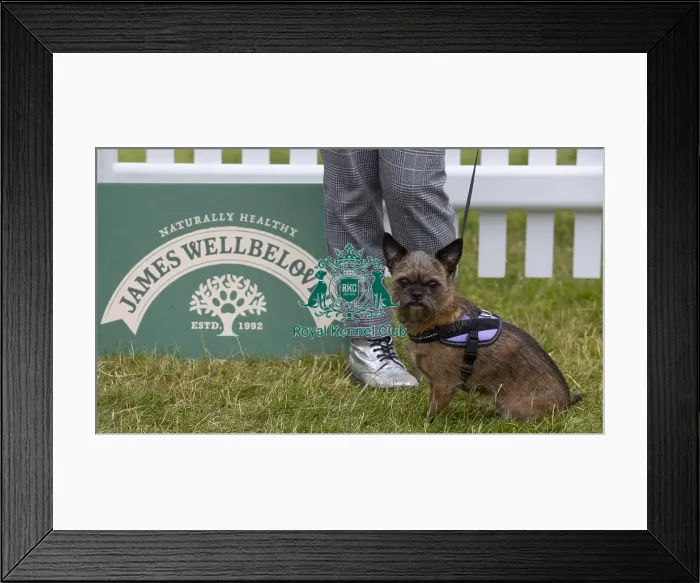 Framed Print : Scruffts 2023 regional round DogFest Tatton Park, Manchester Framed Print : Scruffts 2023 regional round DogFest Tatton Park, Manchester