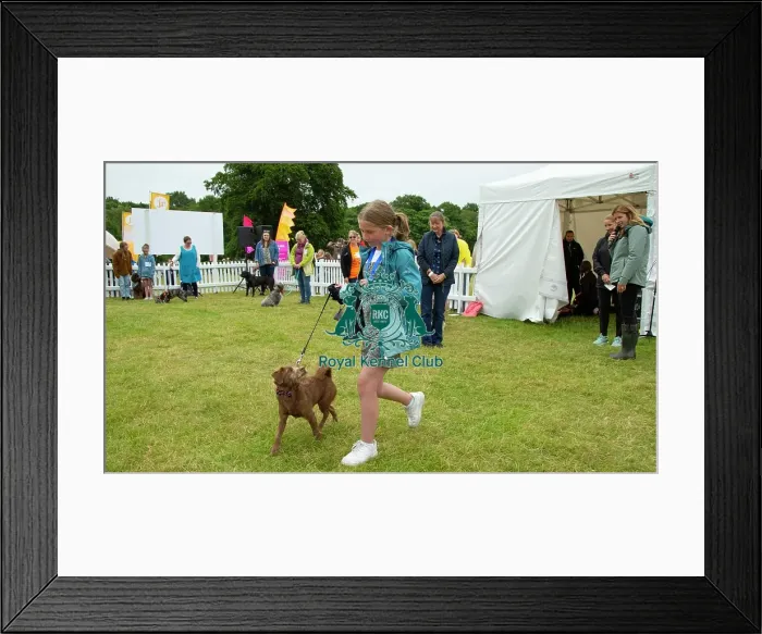 Framed Print : Scruffts 2023 regional round DogFest Tatton Park, Manchester Framed Print : Scruffts 2023 regional round DogFest Tatton Park, Manchester